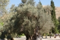 gro�er, breiter Baum