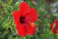 Hibiskus-Bl�te