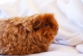 Moritz