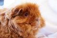 Moritz