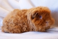 Moritz