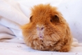 Moritz