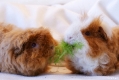 Max & Moritz