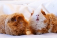 Max & Moritz