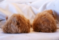 Max & Moritz