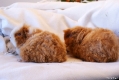 Max & Moritz
