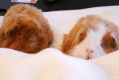 Max & Moritz