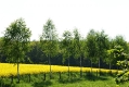 SONY DSC